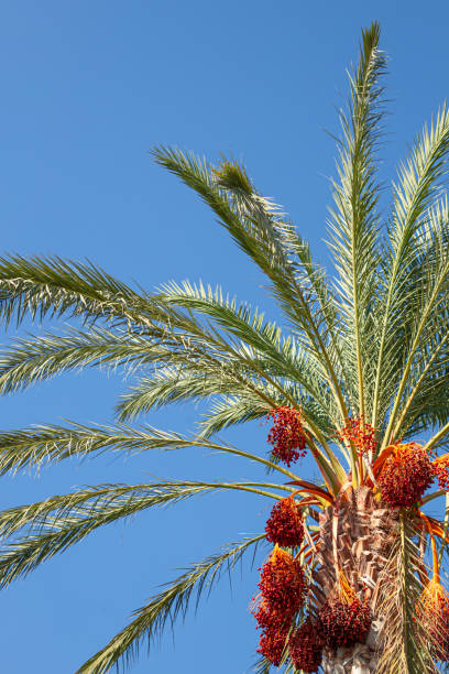istock Close-Up of Palm Tree with Red Dates on Sunny Day 2184737703