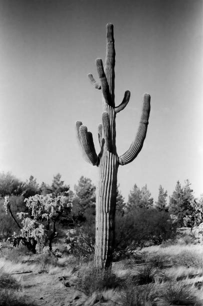 istock Film Image Sonora Desert Arizona Monochrome 2184740094