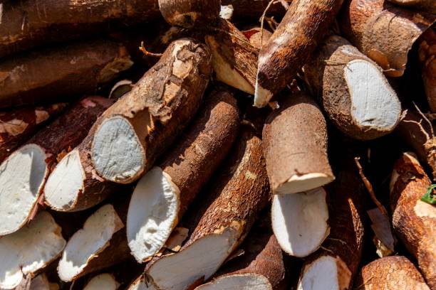 istock Close-up of harvested cassava roots 2184743235