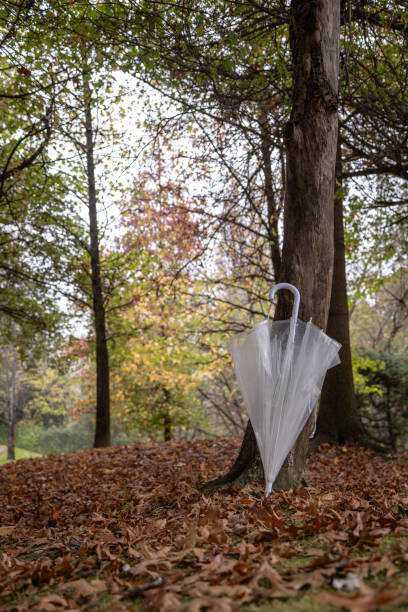 istock A transparent umbrella leans against a tree trunk in an autumn forest, surrounded by fallen brown leaves, creating a serene and seasonal atmosphere under a canopy of colorful foliage. 2184744881