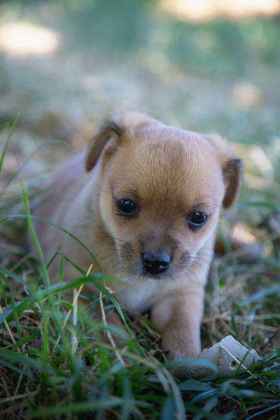 Little puppy lying in the grass