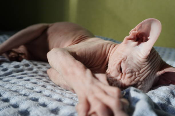 istock Hairless cat stretching on a textured blanket in soft light. 2184745929
