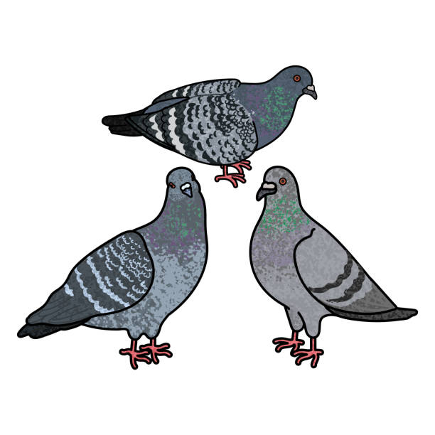 istock Flock of Pigeons Colorful Illustration 2184747084