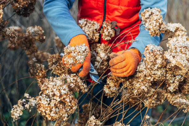 istock A gardener wearing gloves trims wilted hydrangea flowers before winter 2184749002