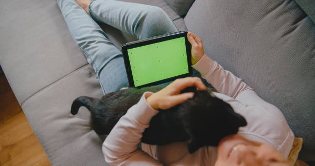 istock Casual Technology Time with Feline Companion 2184756425