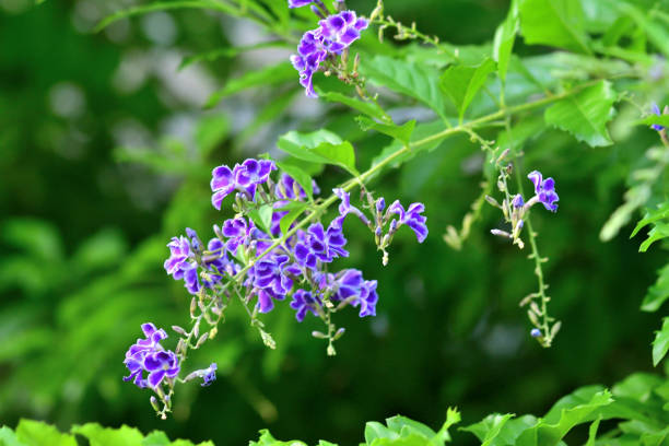 istock Duranta repens/Sky Flower/Golden Dew Drops: Multi-stemmed Shrub with Pendulous Branches and Deep Blue Flowers 2184756884