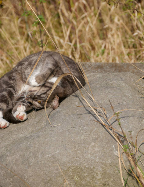 istock Cat laying on a big rock. 2184756943