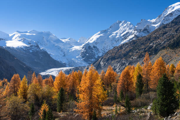 istock Morteratsch valley in autumn colours 2184758642