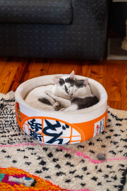 istock Cats relaxing arm in arm like ying and yang 2184758772