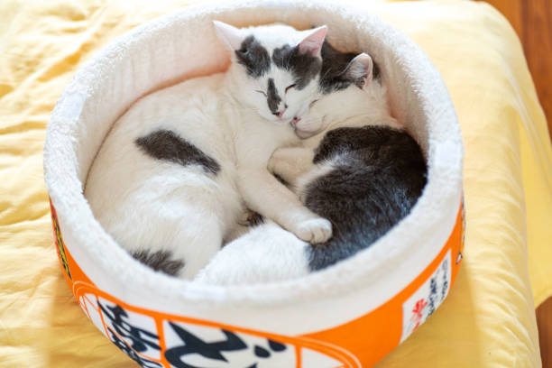 two really handsome cats laying arm in arm like ying and yang in cat bed during house sit in Portugal
