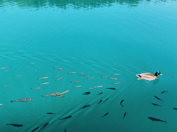 Large school of small fish swimming together in clear turquoise ocean water