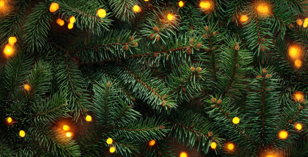 istock Twinkling yellow lights on lush evergreen branches create festive background for winter holidays season 2184762508