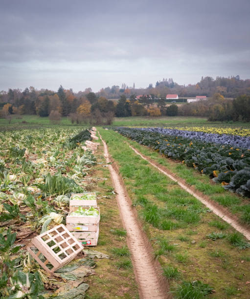Cauliflowers and cabbages grow in fields separated by farm tracks with crates for harvesting