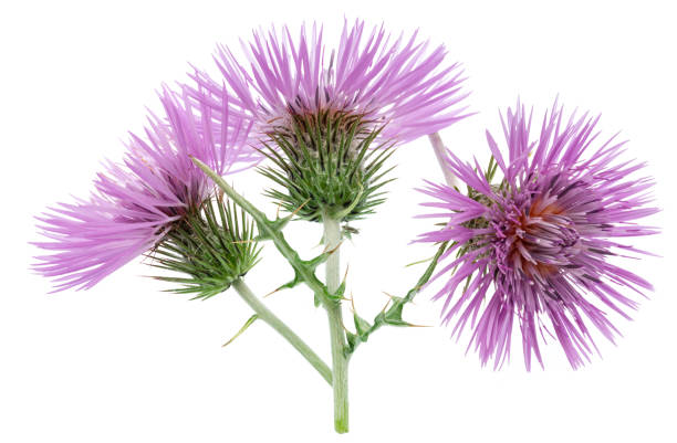 istock Purple milk thistle flower isolated on white background. 2184765735