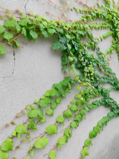 istock Close up of a concrete wall with ivy 2184766000
