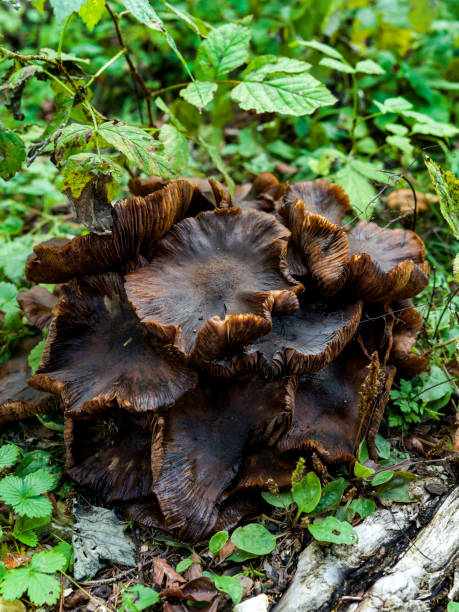 istock Close up of a wild mountain forest mushroom 2184766349