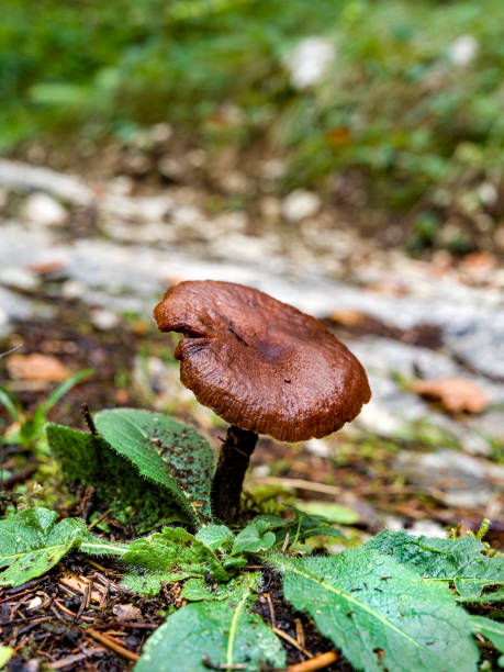 istock Close up of a wild mountain forest mushroom 2184766402