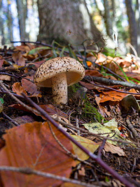 istock Close up of a wild mountain forest mushroom 2184766468