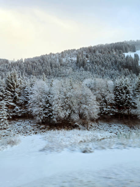 winter landscape with snow covered trees in the mountains. Tranquille winter scenery