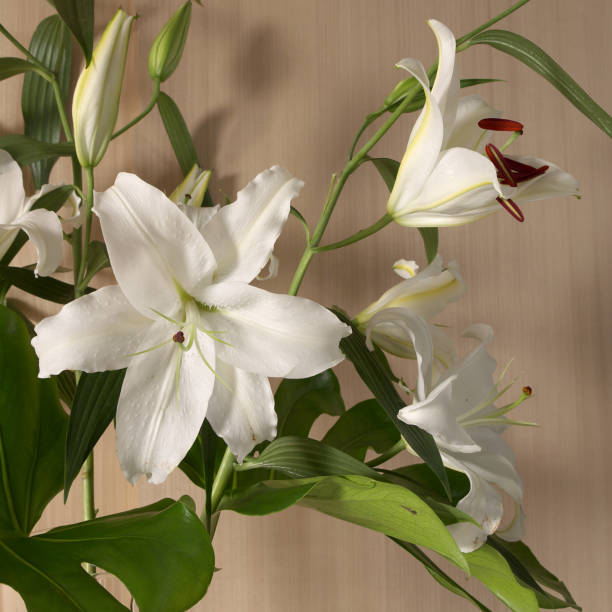 istock Close up of a lily flower 2184766843