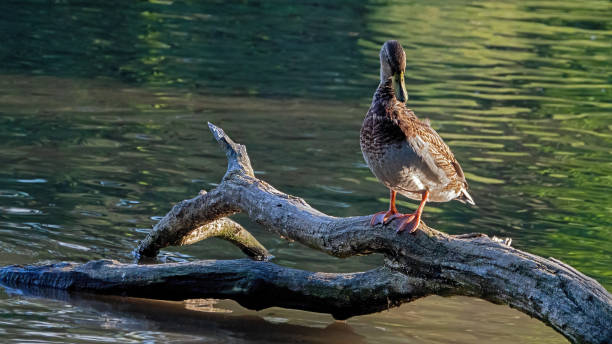 istock Mallard duck in lake 2184767060