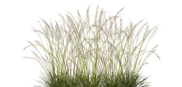 istock Cut-out long grass field prairie on white backgrounds 3d render 2184767215