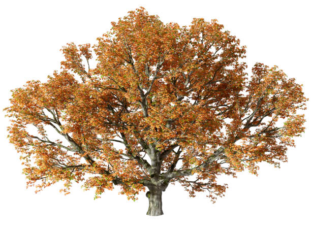 Giant big tree autumn leaf standing on white backgrounds 3d render
