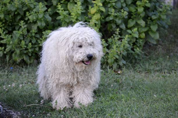 istock a big shaggy white dog 2184768272