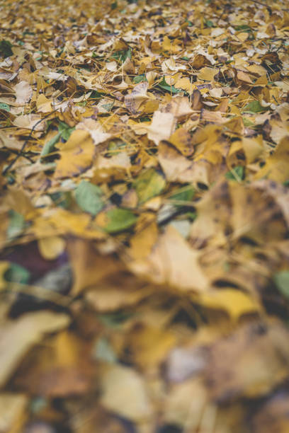 Ginkgo leaves on the ground in autumn macrophotography