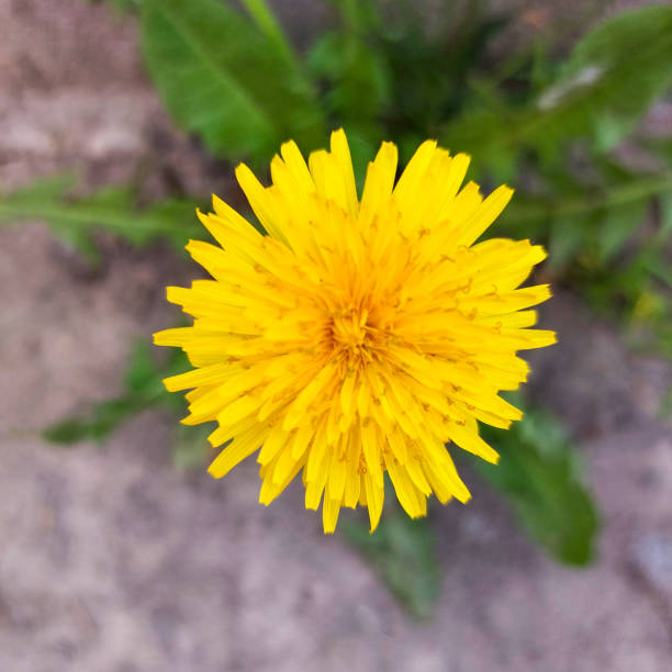 Close-up view of a bright yellow dandelion flower in full bloom, showcasing intricate petal details against a blurred natural background. Perfect for spring and nature-themed projects.