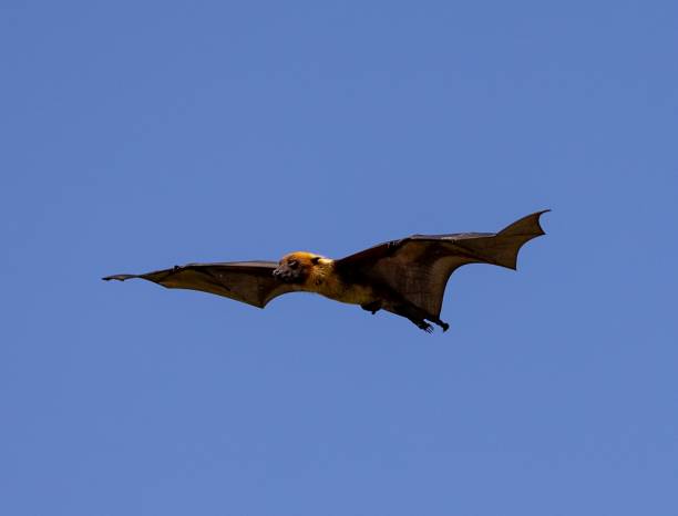 istock Flying bat against a clear blue sky, showcasing its wingspan in daylight 2184769810