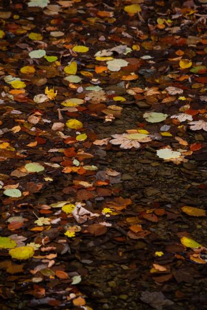 istock Autumn leaves floating on a serene water surface 2184771485