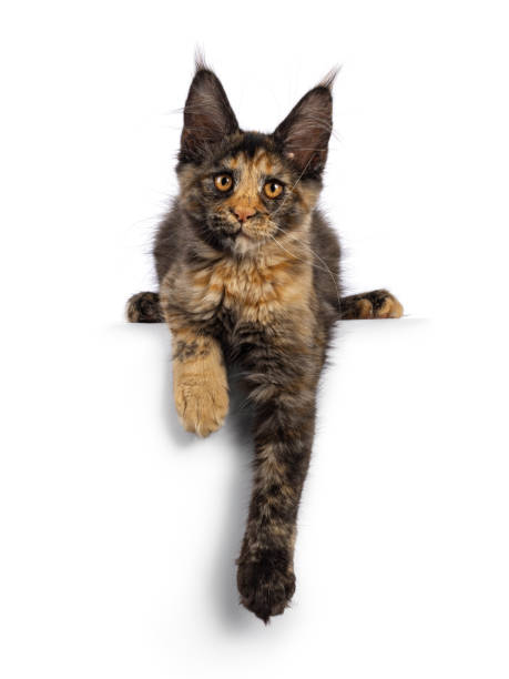 istock Maine Coon cat kitten on white background 2184772750
