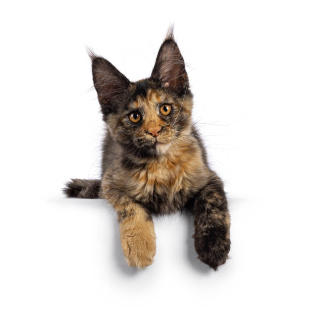 istock Maine Coon cat kitten on white background 2184772785