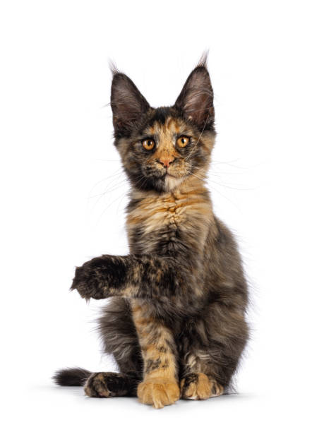 istock Maine Coon cat kitten on white background 2184772791