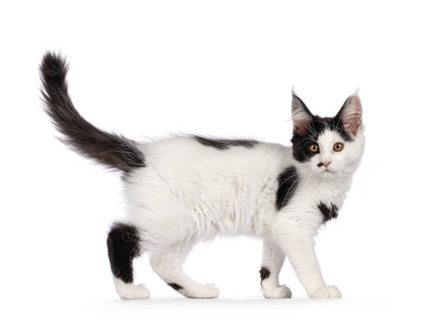 istock Maine Coon cat kitten on white background 2184772863