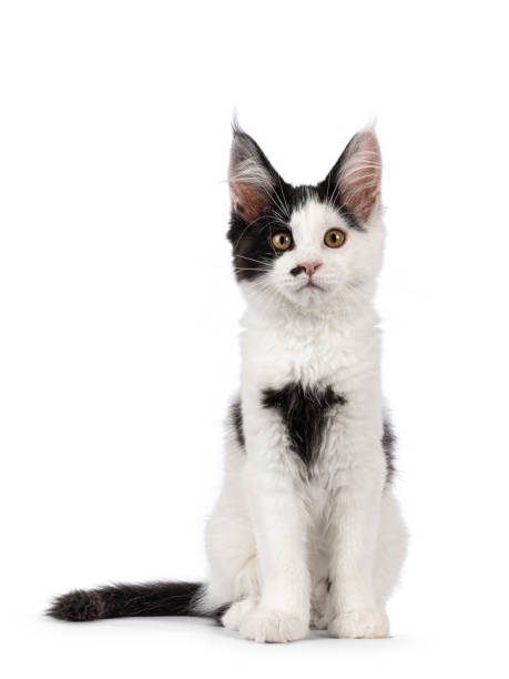istock Maine Coon cat kitten on white background 2184772866