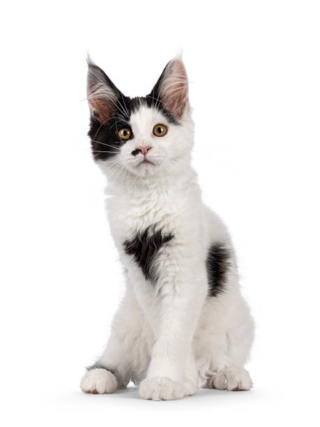 istock Maine Coon cat kitten on white background 2184772900