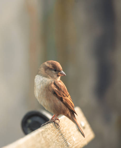 istock Brown Sparrow Perched on Bench in Central Park on Autumn Day 2184774140