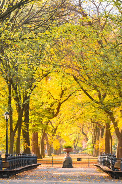 istock Central Park Scene with Autumn Leaves in NYC 2184774182