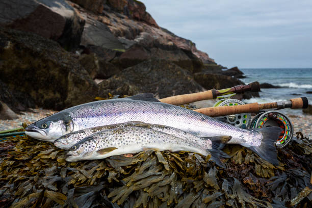 istock Freshly caught atlantic salmon and Sea trout 2184775116