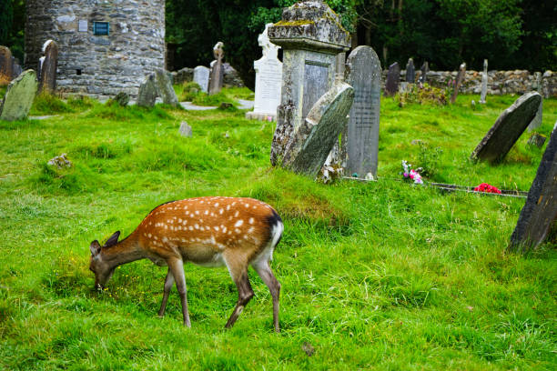 istock Glendalough Valley Ireland In Summer 2184775479