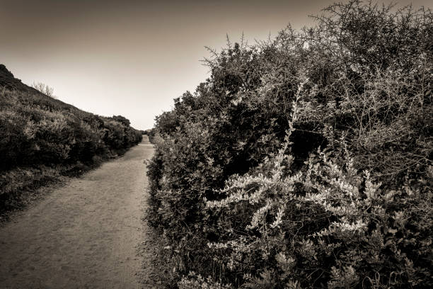 une route Corse en noir et blanc