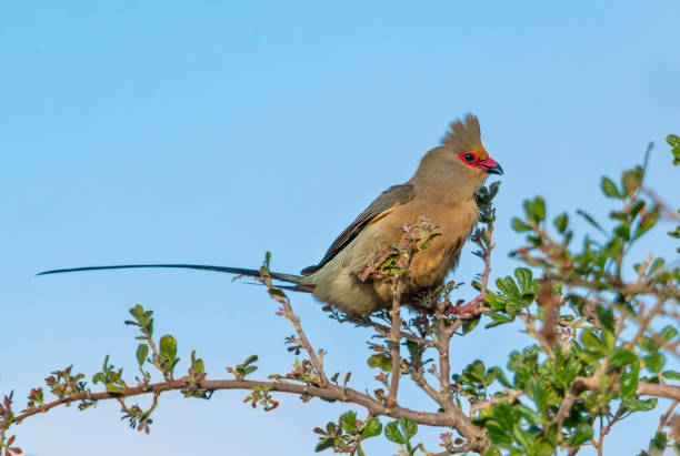 istock Mousebird in a tree in South Africa 2184778152