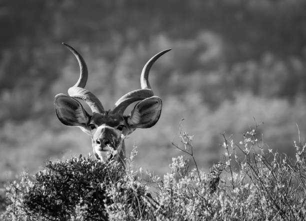 A Kudu in a South African Game Reserve.