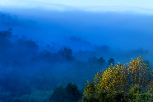Hillside forest shrouded in mist showing tree tops showing above the cloud