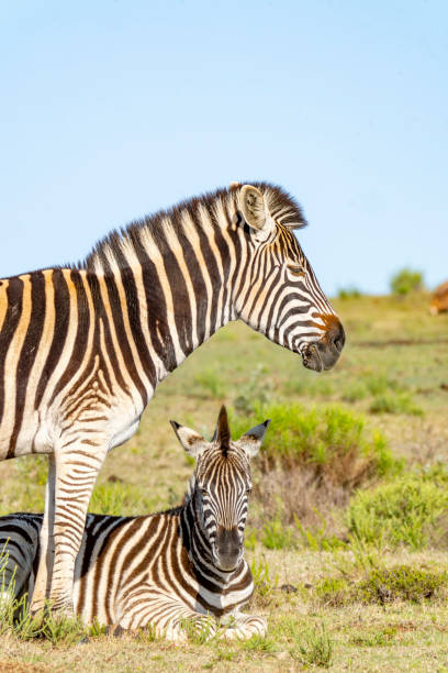 Burchell's Zebra in a South African Game Reserve. A close up of a Burchell's zebra.