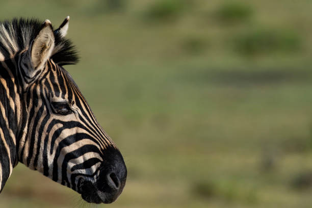 istock Zebra in a South African Game Reserve. 2184778818