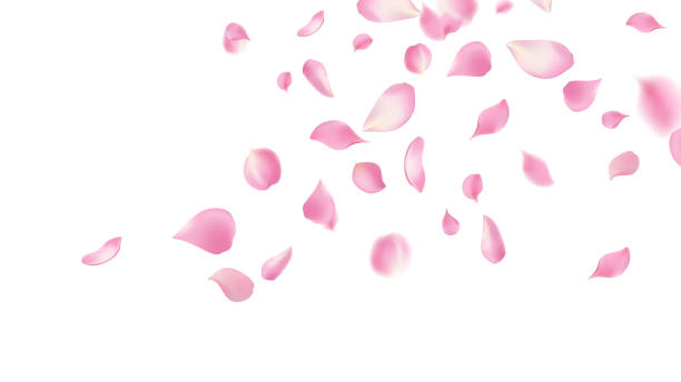 istock Rose petals or sakura flying petals, romantic background with realistic pink cherry flower petals flow or falling motion. Love, romance, floral spring season,cherry blossom 2184778919