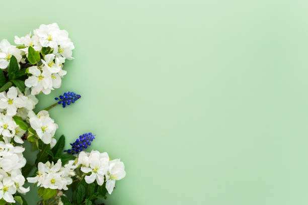 Blossoming apple tree branches and mint leaves and flowers Muscari